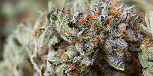 marijuana plant close up
