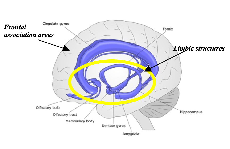 Frontal and limbic areas_cartoon